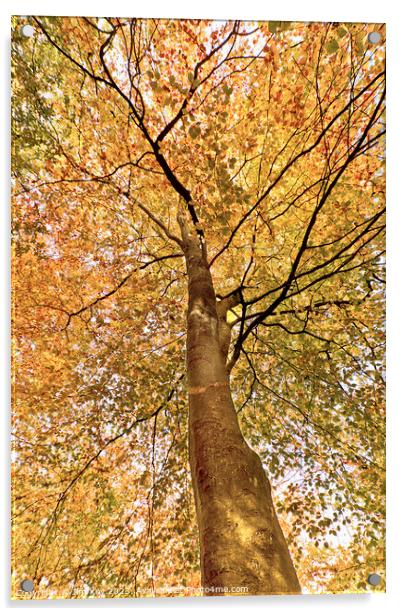 Beech Canopy Autumn Colour  Acrylic by Jim Key