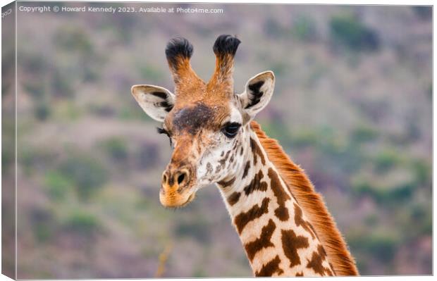 Masai Giraffe headshot Canvas Print by Howard Kennedy