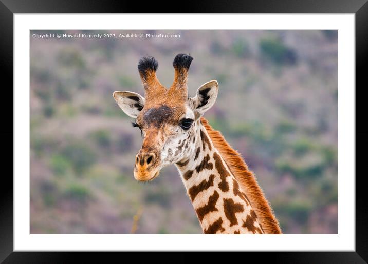 Masai Giraffe headshot Framed Mounted Print by Howard Kennedy