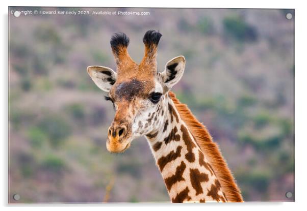 Masai Giraffe headshot Acrylic by Howard Kennedy