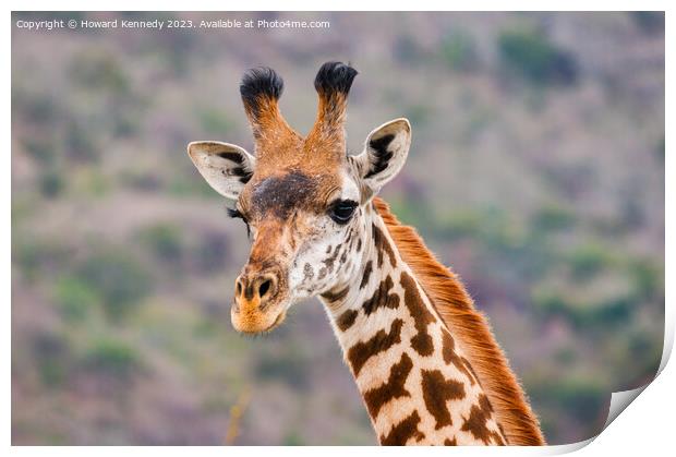 Masai Giraffe headshot Print by Howard Kennedy