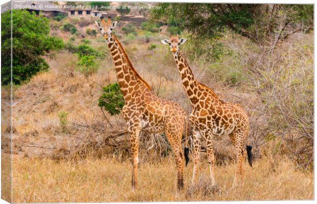 Masai Giraffe couple near Ngulia in Tsavo West Canvas Print by Howard Kennedy