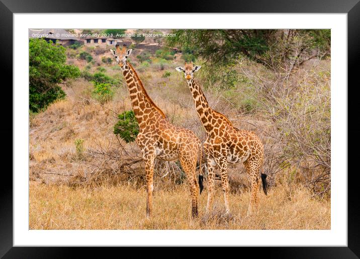 Masai Giraffe couple near Ngulia in Tsavo West Framed Mounted Print by Howard Kennedy