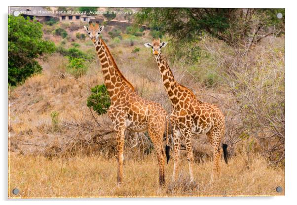 Masai Giraffe couple near Ngulia in Tsavo West Acrylic by Howard Kennedy