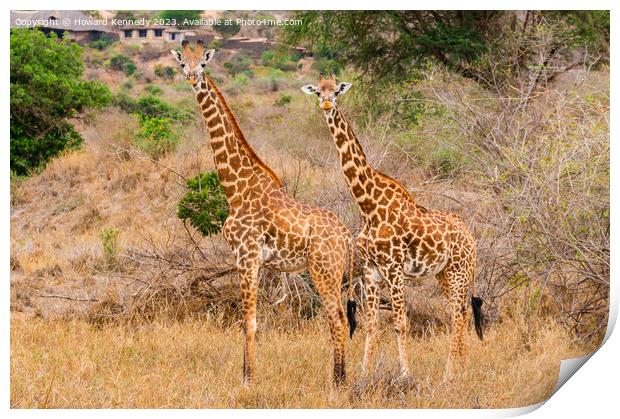 Masai Giraffe couple near Ngulia in Tsavo West Print by Howard Kennedy
