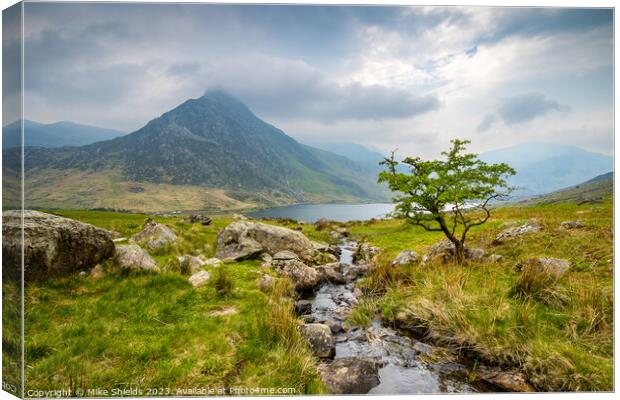 Lone Tree and Tryfan Canvas Print by Mike Shields