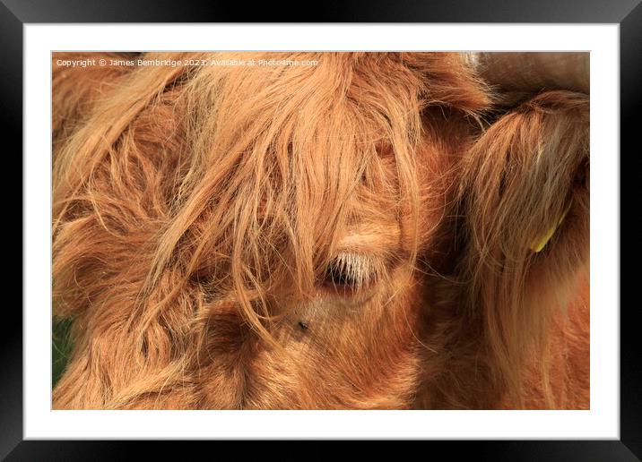 Highland Cow Close Up Framed Mounted Print by James Bembridge