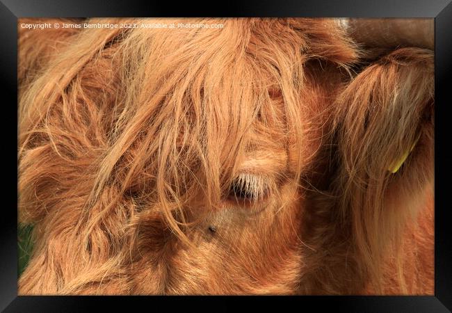 Highland Cow Close Up Framed Print by James Bembridge