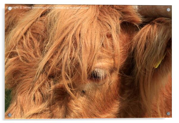 Highland Cow Close Up Acrylic by James Bembridge