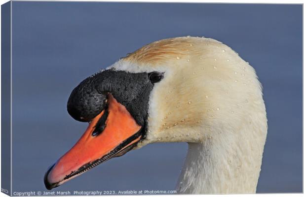 Swan Portrait Canvas Print by Janet Marsh  Photography
