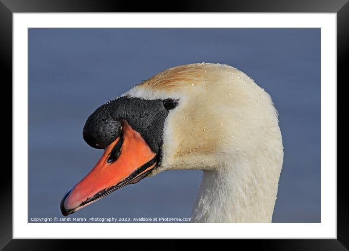 Swan Portrait Framed Mounted Print by Janet Marsh  Photography