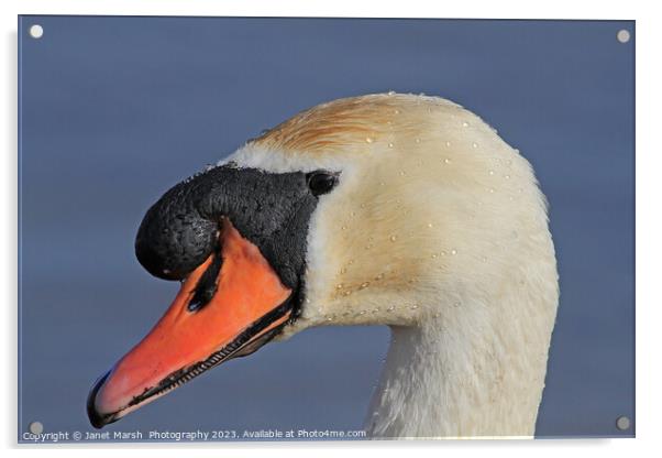 Swan Portrait Acrylic by Janet Marsh  Photography
