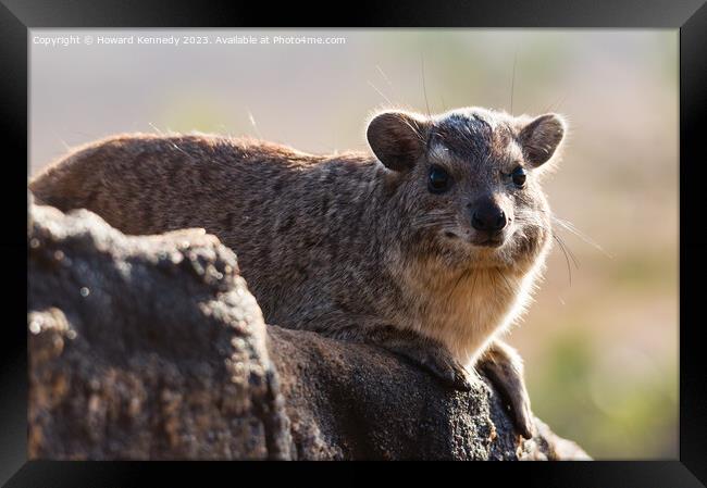 Rock Hyrax smiling for the camera Framed Print by Howard Kennedy