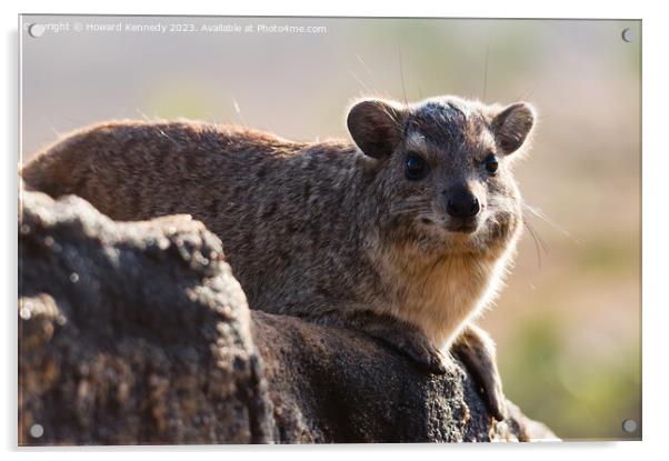 Rock Hyrax smiling for the camera Acrylic by Howard Kennedy
