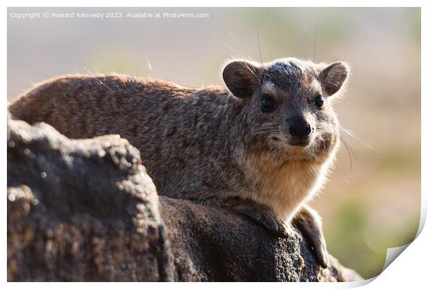 Rock Hyrax smiling for the camera Print by Howard Kennedy