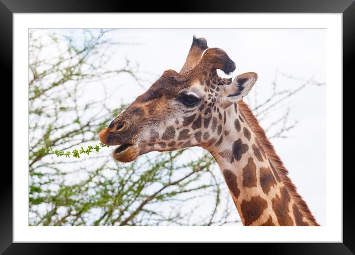 Giraffe with wonky horn Framed Mounted Print by Howard Kennedy