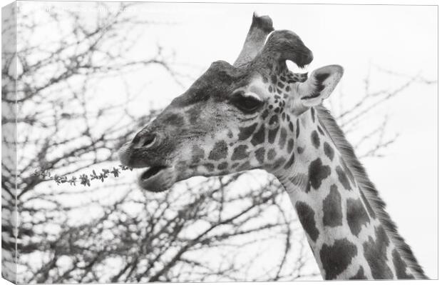 Giraffe with wonky horn Canvas Print by Howard Kennedy