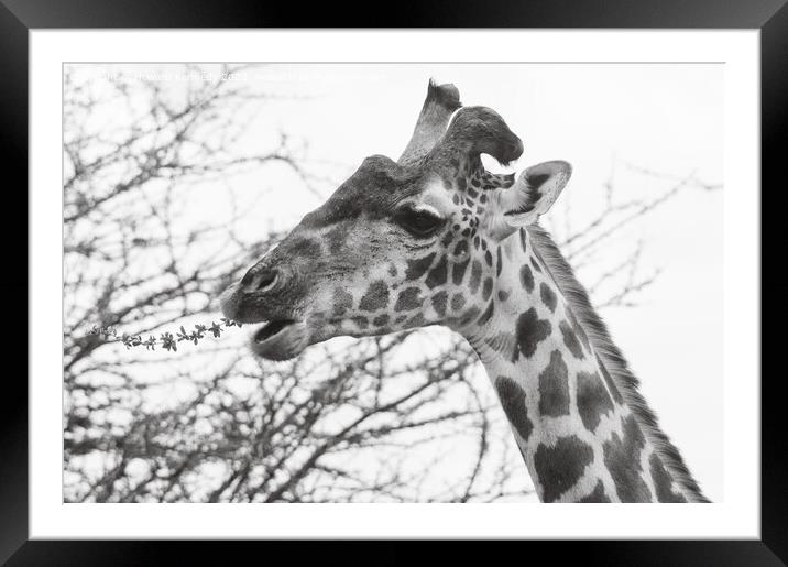 Giraffe with wonky horn Framed Mounted Print by Howard Kennedy