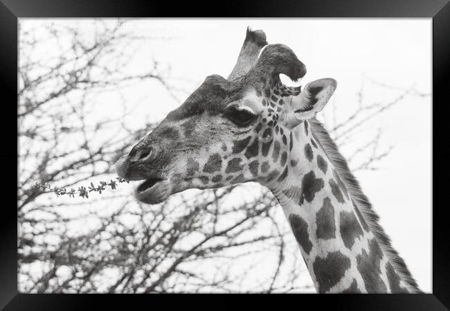 Giraffe with wonky horn Framed Print by Howard Kennedy