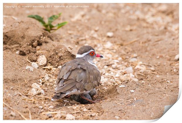 Three-Banded Plover brooding eggs Print by Howard Kennedy