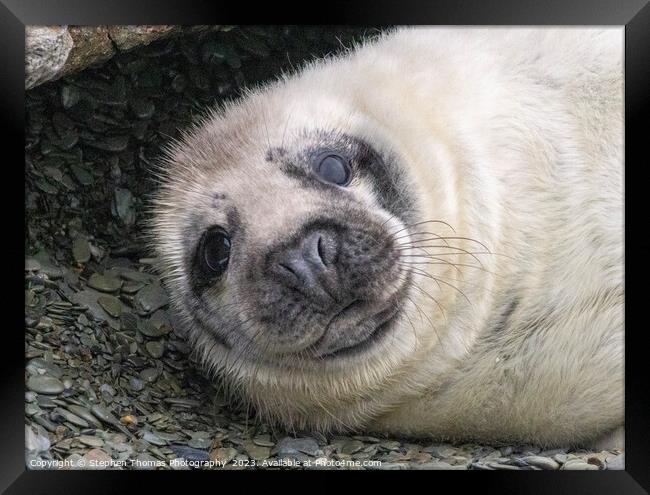 Atlantic Grey Seal Pup on Lundy Island Framed Print by Stephen Thomas Photography 