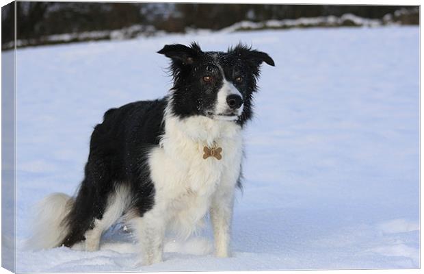Border Collie in the Snow Canvas Print by Karen Roscoe