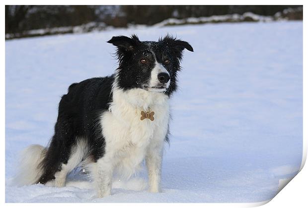 Border Collie in the Snow Print by Karen Roscoe