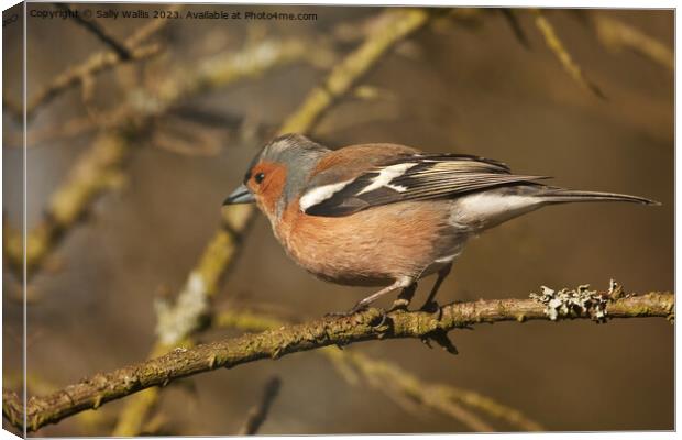 male chaffinch about to take off from a twig Canvas Print by Sally Wallis