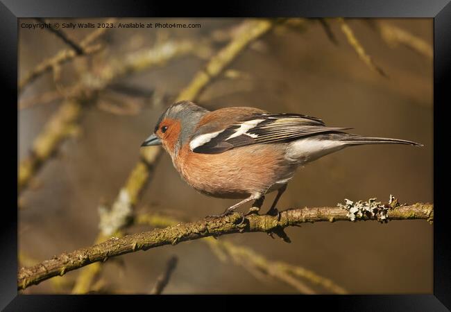 male chaffinch about to take off from a twig Framed Print by Sally Wallis
