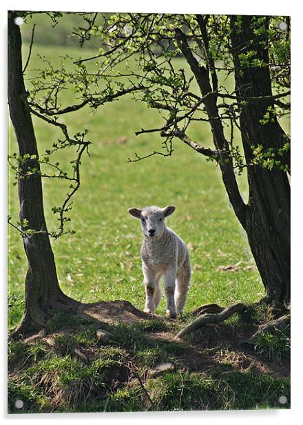 Lamb Acrylic by Karen Roscoe