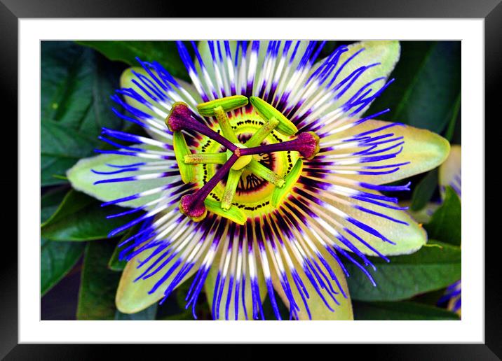 Passion Flower Summer Flowering Plant Framed Mounted Print by Andy Evans Photos