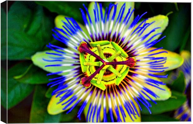 Passion Flower Summer Flowering Plant Canvas Print by Andy Evans Photos