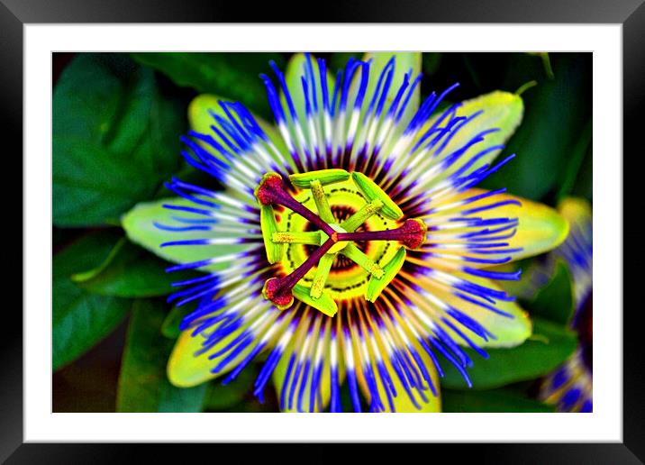 Passion Flower Summer Flowering Plant Framed Mounted Print by Andy Evans Photos