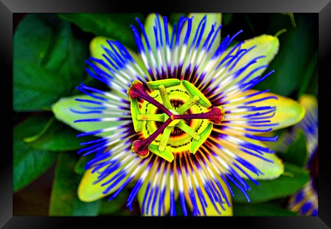 Passion Flower Summer Flowering Plant Framed Print by Andy Evans Photos
