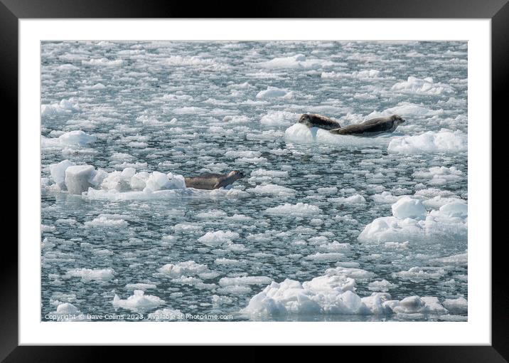 Harbour Seals on an ice flow in its natural environment, College Fjord, Alaska, USA Framed Mounted Print by Dave Collins