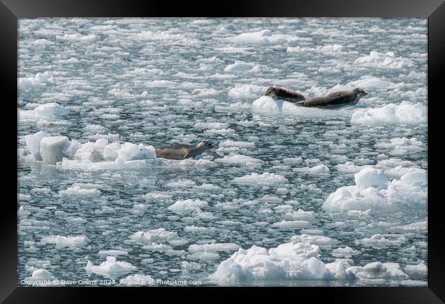 Harbour Seals on an ice flow in its natural environment, College Fjord, Alaska, USA Framed Print by Dave Collins