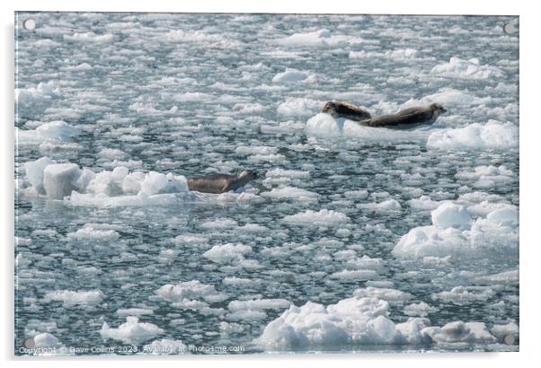 Harbour Seals on an ice flow in its natural environment, College Fjord, Alaska, USA Acrylic by Dave Collins