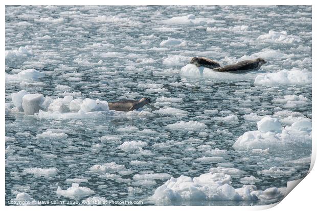Harbour Seals on an ice flow in its natural environment, College Fjord, Alaska, USA Print by Dave Collins
