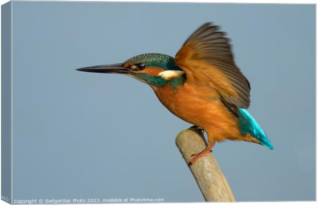 Kingfisher landing with wings up. Canvas Print by GadgetGaz Photo