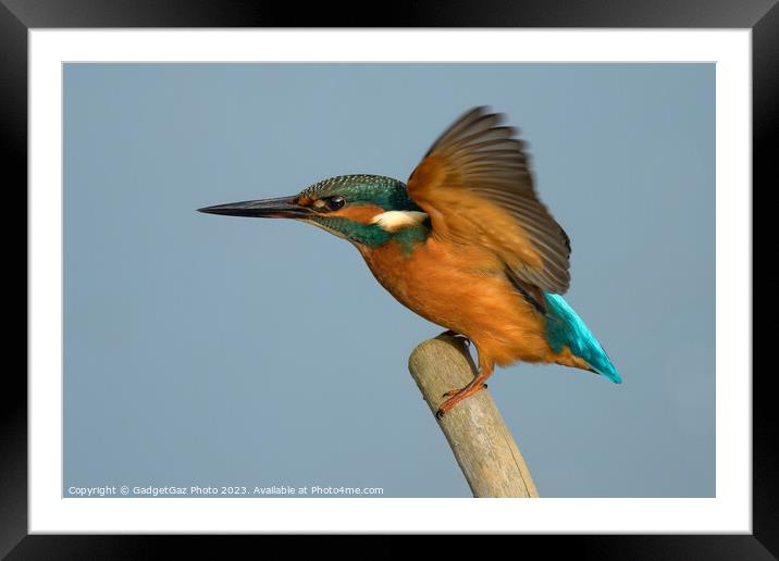 Kingfisher landing with wings up. Framed Mounted Print by GadgetGaz Photo