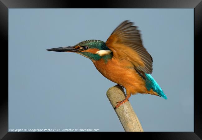 Kingfisher landing with wings up. Framed Print by GadgetGaz Photo