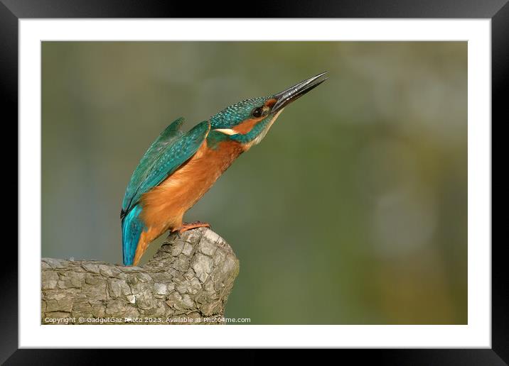 Kingfisher looking upwards Framed Mounted Print by GadgetGaz Photo