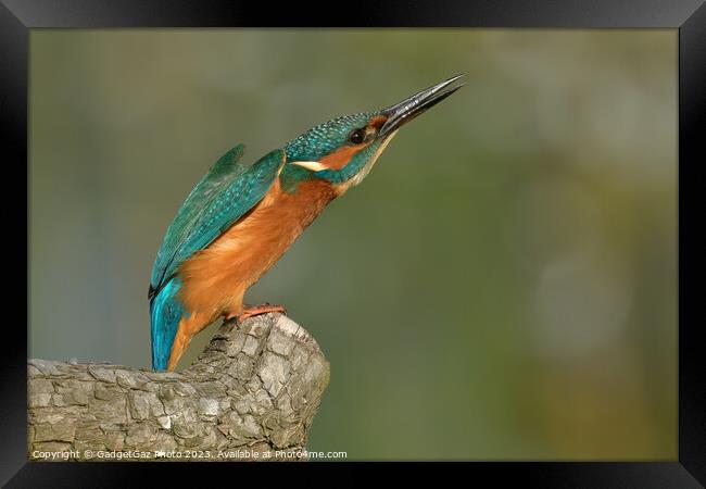 Kingfisher looking upwards Framed Print by GadgetGaz Photo