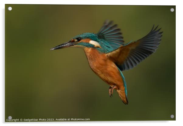 Kingfisher hovering Acrylic by GadgetGaz Photo