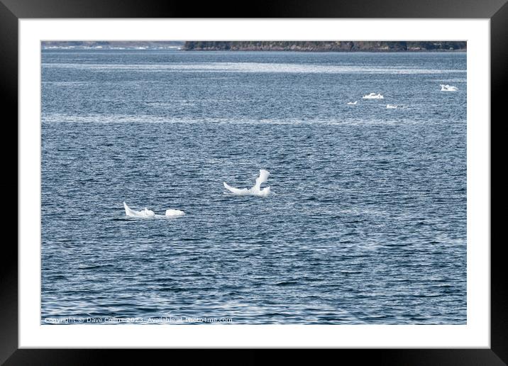 Strangley shaped growlers (little iceberg) floating in College Fjord in Alaska, USA Framed Mounted Print by Dave Collins
