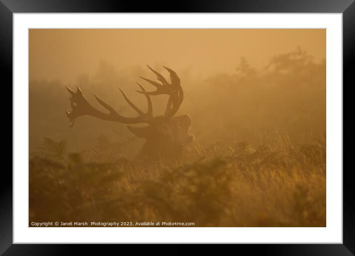  Red Deer Bellow at first light Framed Mounted Print by Janet Marsh  Photography