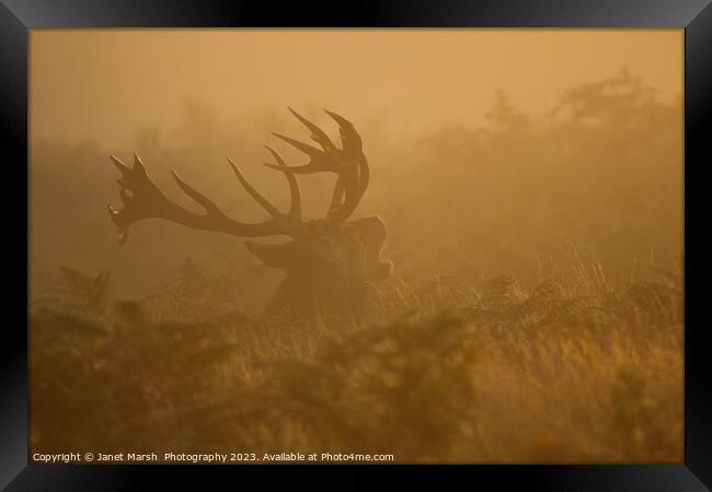  Red Deer Bellow at first light Framed Print by Janet Marsh  Photography