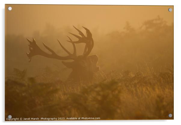  Red Deer Bellow at first light Acrylic by Janet Marsh  Photography