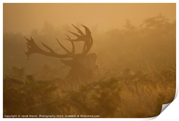  Red Deer Bellow at first light Print by Janet Marsh  Photography