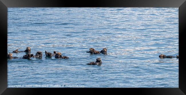Bevy (group) of Sea Otters on the surface in Prince William Sound, Alaska, USA Framed Print by Dave Collins
